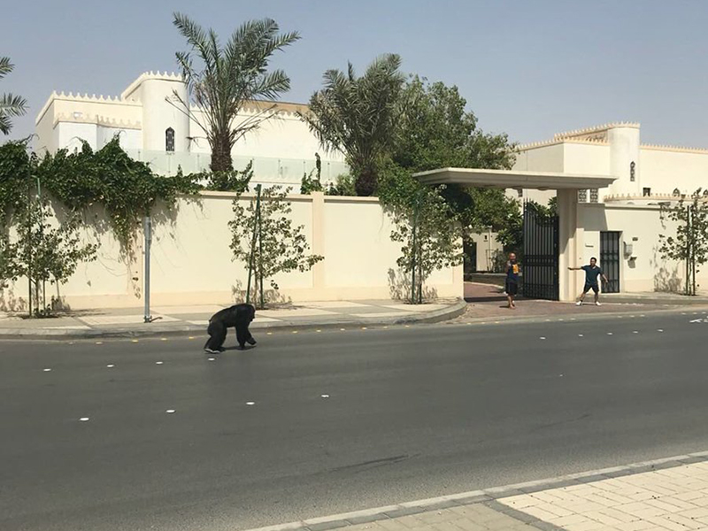 بالفيديو: غوريلا تتجول في شوارع الرياض!